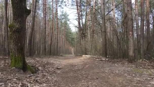 森の中の道の空中風景 — ストック動画