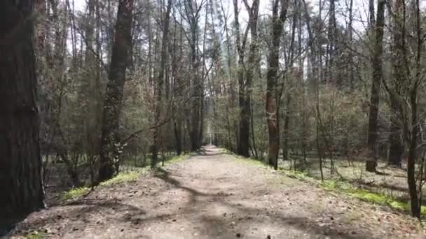 Vista aérea da estrada dentro da floresta — Vídeo de Stock