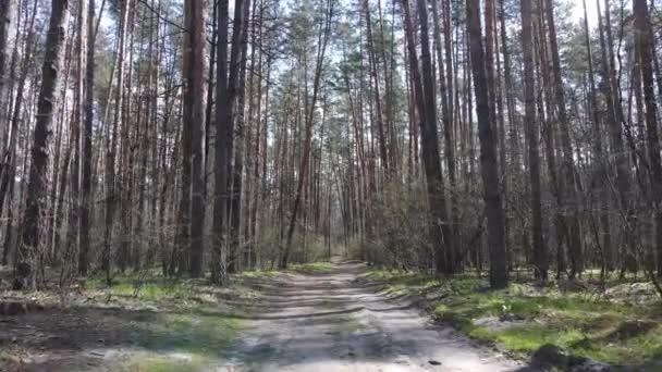 Aerial view of the road inside the forest — Stock Video