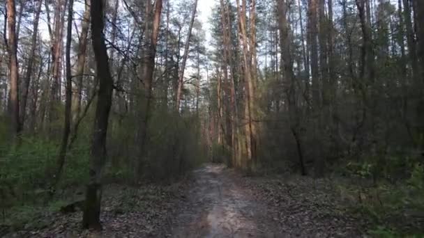 Ormanın içindeki yolun havadan görüntüsü. — Stok video