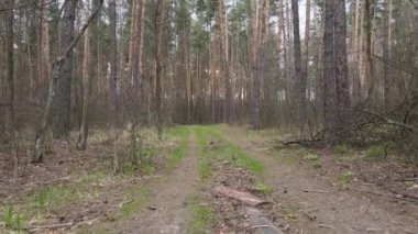 Ormanın içindeki yolun havadan görüntüsü.