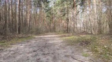 Ormanın içindeki yolun havadan görüntüsü.