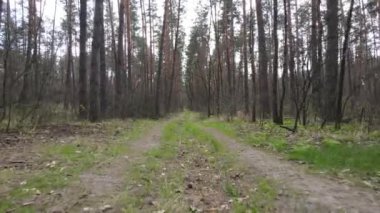 Ormanın içindeki yolun havadan görüntüsü.