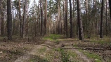 Ormanın içindeki yolun havadan görüntüsü.