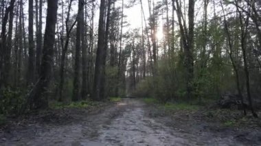 Ormanın içindeki yolun havadan görüntüsü.