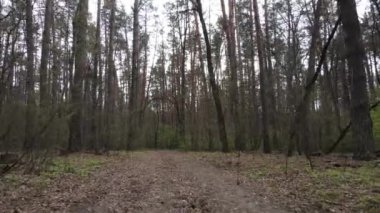 Ormanın içindeki yolun havadan görüntüsü.