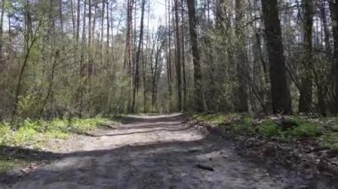 Ormanın içindeki yolun havadan görüntüsü.