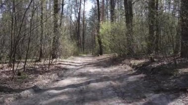 Ormanın içindeki yolun havadan görüntüsü.
