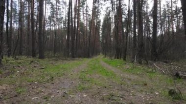 Ormanın içindeki yolun havadan görüntüsü.