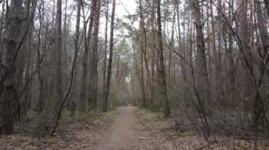 Ormanın içindeki yolun havadan görüntüsü.