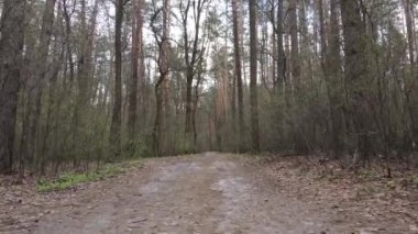 Ormanın içindeki yolun havadan görüntüsü.