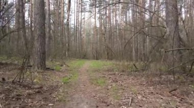 Ormanın içindeki yolun havadan görüntüsü.