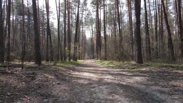 Aerial view of the road inside the forest — Stock Video