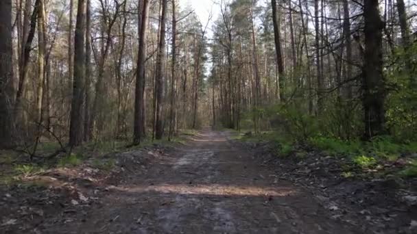 Вид с воздуха на дорогу внутри леса — стоковое видео