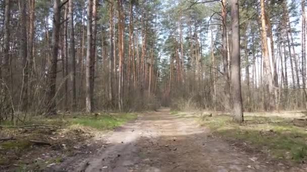 Aerial view of the road inside the forest — Stock Video