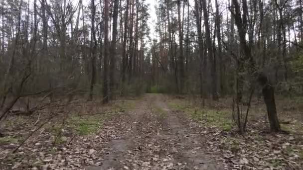 Flygfoto över vägen inne i skogen — Stockvideo