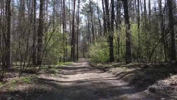 Luchtfoto van de weg in het bos — Stockvideo