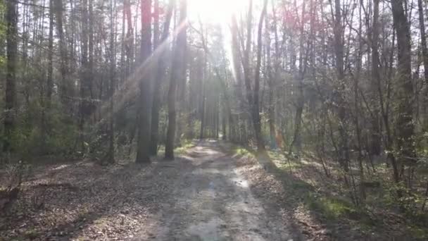 Luftaufnahme der Straße im Wald — Stockvideo