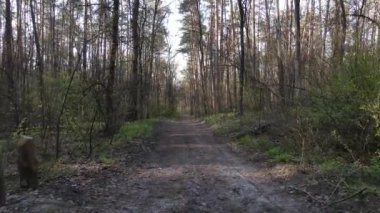 Ormanın içindeki yolun havadan görüntüsü.