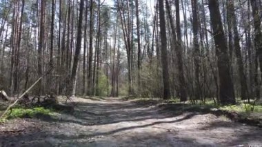 Ormanın içindeki yolun havadan görüntüsü.