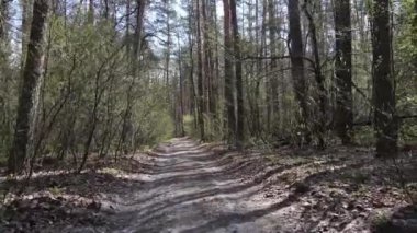 Ormanın içindeki yolun havadan görüntüsü.