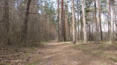 Ormanın içindeki yolun havadan görüntüsü.