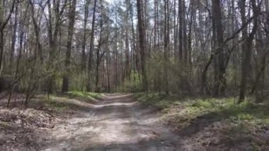 Ormanın içindeki yolun havadan görüntüsü.