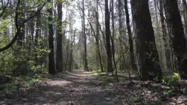 Ormanın içindeki yolun havadan görüntüsü.