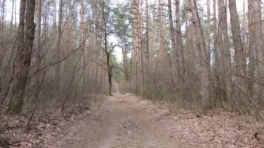 Ormanın içindeki yolun havadan görüntüsü.