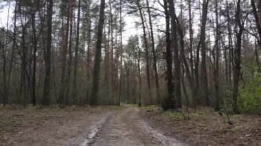 Ormanın içindeki yolun havadan görüntüsü.