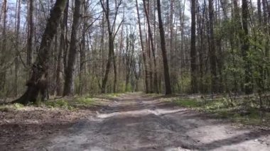 Ormanın içindeki yolun havadan görüntüsü.