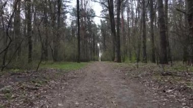 Ormanın içindeki yolun havadan görüntüsü.