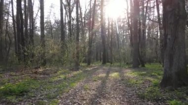 Ormanın içindeki yolun havadan görüntüsü.