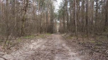 Ormanın içindeki yolun havadan görüntüsü.