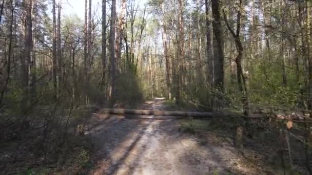 Vista aérea de la carretera dentro del bosque — Vídeo de stock