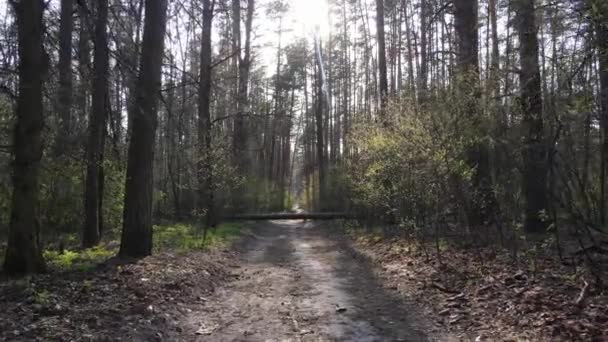 Luftaufnahme der Straße im Wald — Stockvideo