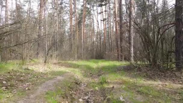 森の中の道の空中風景 — ストック動画