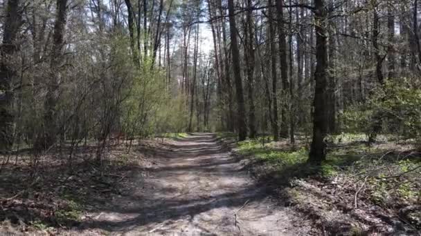 Luftaufnahme der Straße im Wald — Stockvideo