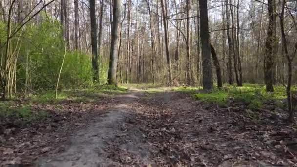 Вид з повітря на дорогу всередині лісу — стокове відео