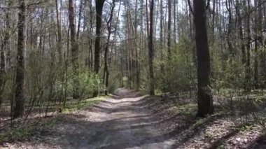 Ormanın içindeki yolun havadan görüntüsü.