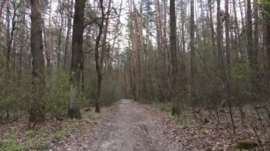 Ormanın içindeki yolun havadan görüntüsü.