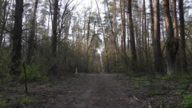 Ormanın içindeki yolun havadan görüntüsü.