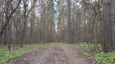 Ormanın içindeki yolun havadan görüntüsü.