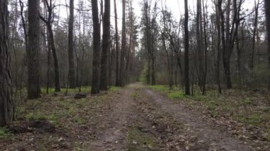 Ormanın içindeki yolun havadan görüntüsü.