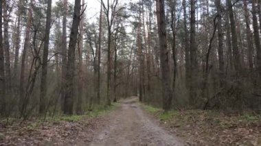 Ormanın içindeki yolun havadan görüntüsü.