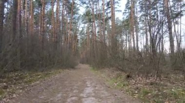 Ormanın içindeki yolun havadan görüntüsü.