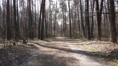 Ormanın içindeki yolun havadan görüntüsü.