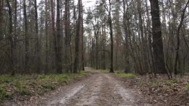 Ormanın içindeki yolun havadan görüntüsü.