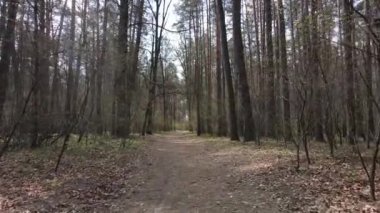 Ormanın içindeki yolun havadan görüntüsü.