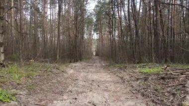 Ormanın içindeki yolun havadan görüntüsü.